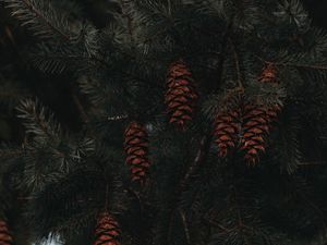 Preview wallpaper spruce, cones, branches, macro