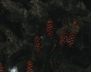 Preview wallpaper spruce, cones, branches, macro