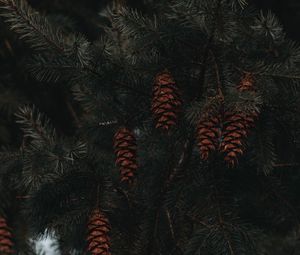 Preview wallpaper spruce, cones, branches, macro