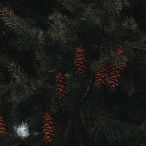 Preview wallpaper spruce, cones, branches, macro