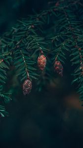 Preview wallpaper spruce, cones, needles, branches, macro, green