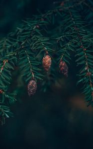 Preview wallpaper spruce, cones, needles, branches, macro, green