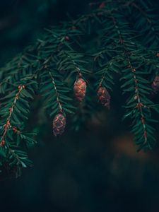 Preview wallpaper spruce, cones, needles, branches, macro, green