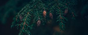 Preview wallpaper spruce, cones, needles, branches, macro, green