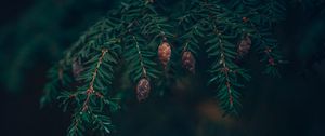 Preview wallpaper spruce, cones, needles, branches, macro, green