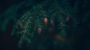 Preview wallpaper spruce, cones, needles, branches, macro, green