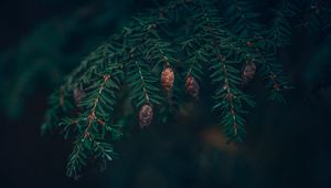 Preview wallpaper spruce, cones, needles, branches, macro, green