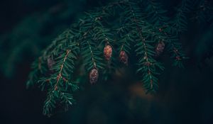 Preview wallpaper spruce, cones, needles, branches, macro, green