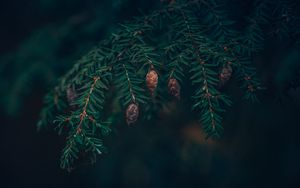 Preview wallpaper spruce, cones, needles, branches, macro, green