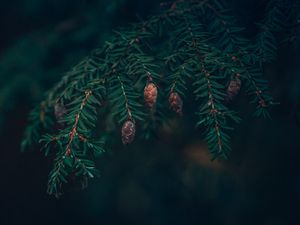 Preview wallpaper spruce, cones, needles, branches, macro, green