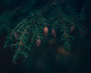 Preview wallpaper spruce, cones, needles, branches, macro, green