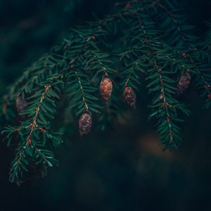 Preview wallpaper spruce, cones, needles, branches, macro, green