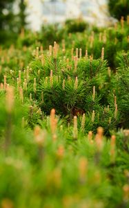 Preview wallpaper spruce, cones, needles, macro, green