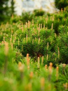 Preview wallpaper spruce, cones, needles, macro, green