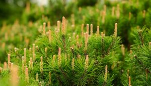 Preview wallpaper spruce, cones, needles, macro, green