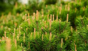 Preview wallpaper spruce, cones, needles, macro, green