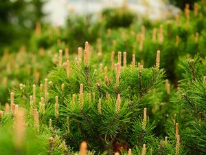 Preview wallpaper spruce, cones, needles, macro, green