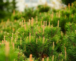 Preview wallpaper spruce, cones, needles, macro, green