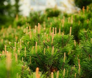 Preview wallpaper spruce, cones, needles, macro, green