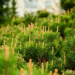 Preview wallpaper spruce, cones, needles, macro, green