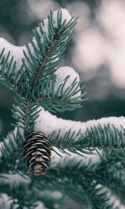 Preview wallpaper spruce, cones, snow