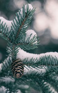 Preview wallpaper spruce, cones, snow