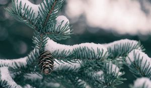 Preview wallpaper spruce, cones, snow