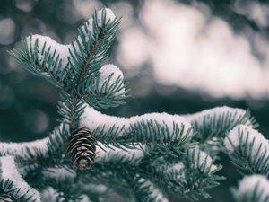 Preview wallpaper spruce, cones, snow