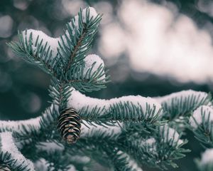 Preview wallpaper spruce, cones, snow