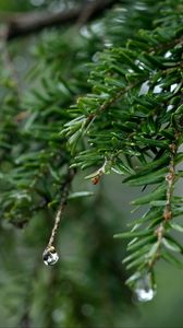 Preview wallpaper spruce, drops, dew, nature