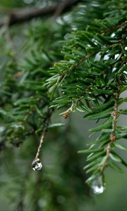 Preview wallpaper spruce, drops, dew, nature