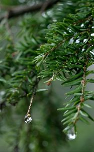 Preview wallpaper spruce, drops, dew, nature