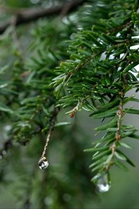 Preview wallpaper spruce, drops, dew, nature