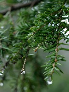 Preview wallpaper spruce, drops, dew, nature