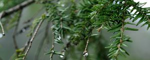 Preview wallpaper spruce, drops, dew, nature