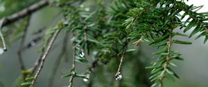 Preview wallpaper spruce, drops, dew, nature