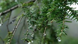 Preview wallpaper spruce, drops, dew, nature