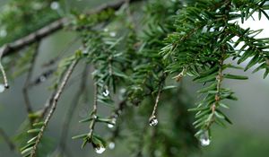 Preview wallpaper spruce, drops, dew, nature