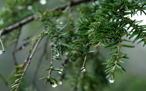 Preview wallpaper spruce, drops, dew, nature