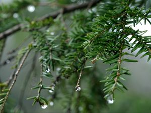 Preview wallpaper spruce, drops, dew, nature