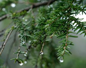 Preview wallpaper spruce, drops, dew, nature