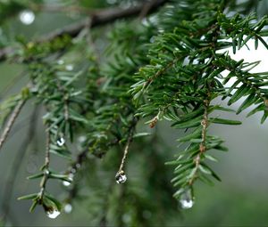 Preview wallpaper spruce, drops, dew, nature