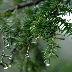 Preview wallpaper spruce, drops, dew, nature