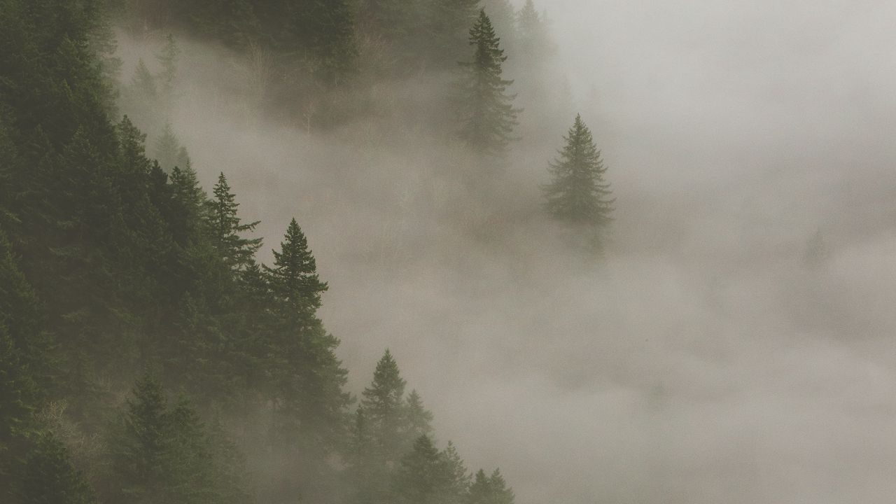 Wallpaper spruce, fog, forest, trees