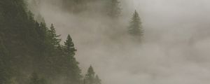 Preview wallpaper spruce, fog, forest, trees