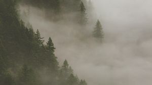 Preview wallpaper spruce, fog, forest, trees