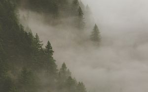 Preview wallpaper spruce, fog, forest, trees