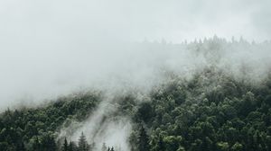 Preview wallpaper spruce, fog, forest, trees, sky