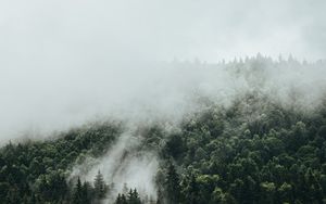 Preview wallpaper spruce, fog, forest, trees, sky