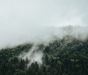 Preview wallpaper spruce, fog, forest, trees, sky